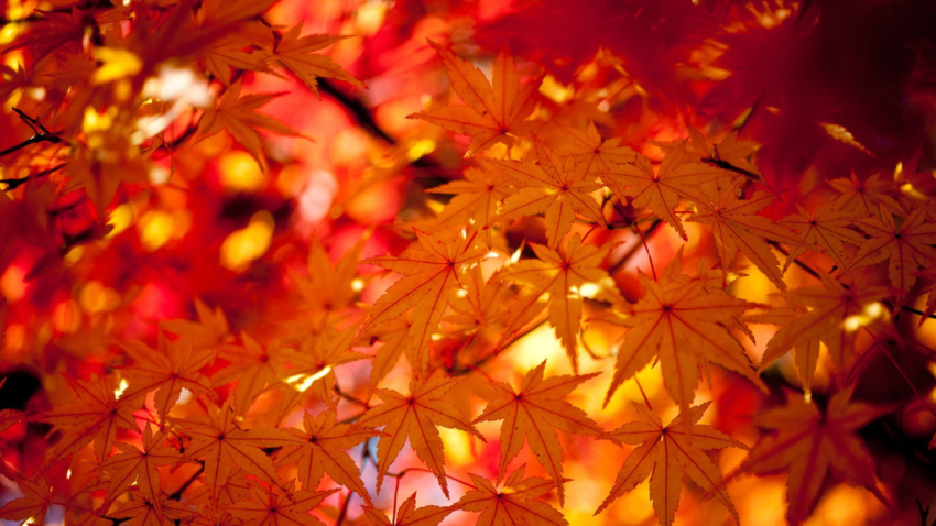 日本の四季折々の美と魅力：季節...