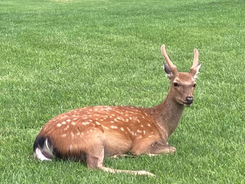 ゴルフ場で遭遇した鹿さん🦌🥰