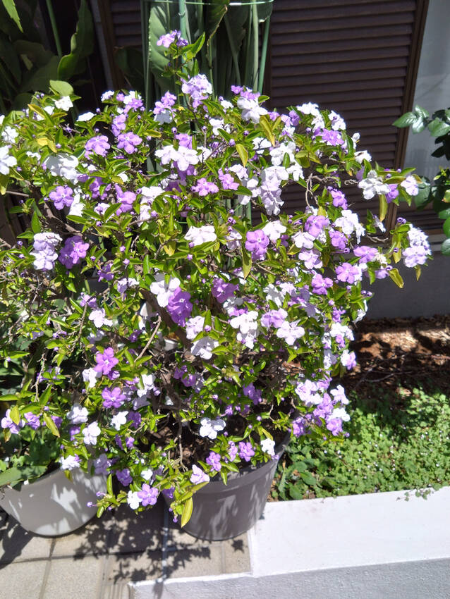 ほのかに良い匂いがするのと花が...