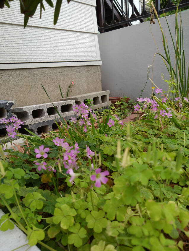 花なのか雑草なのか、何という名...