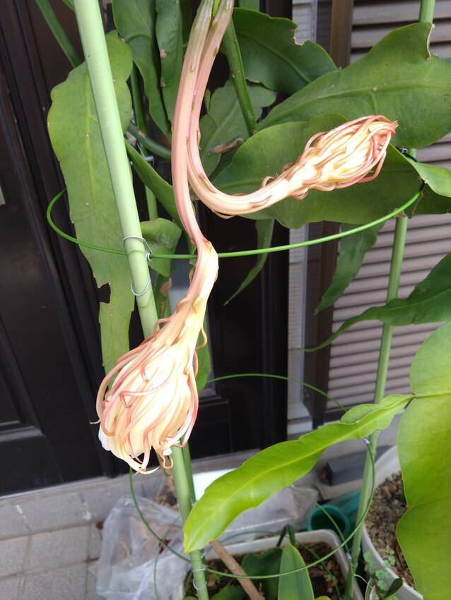 夜中に綺麗に咲いていた花ですが...