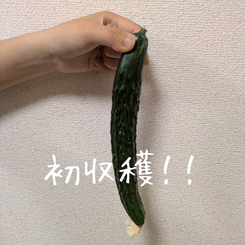 キュウリ、穫れたど～！