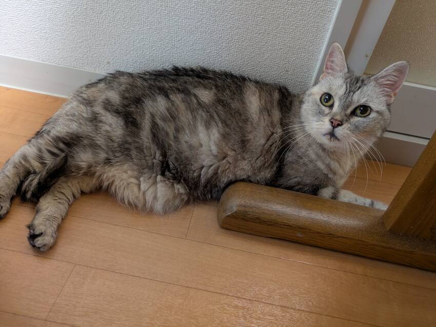 うちに来た日の猫ちゃん。里親さ...