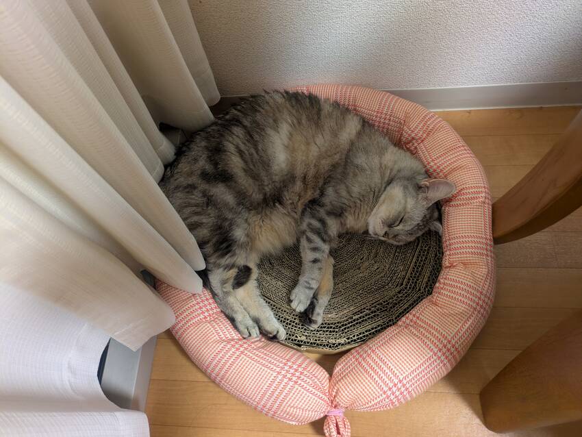 自作の段ボール爪研ぎ兼ベッド。...