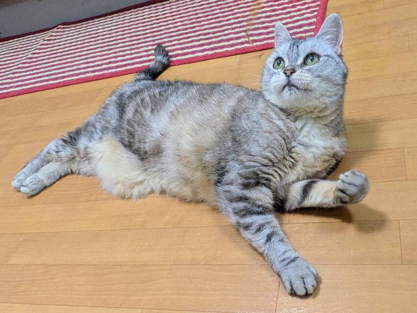 ゆふは遊ぶのも大好き。一番お気...