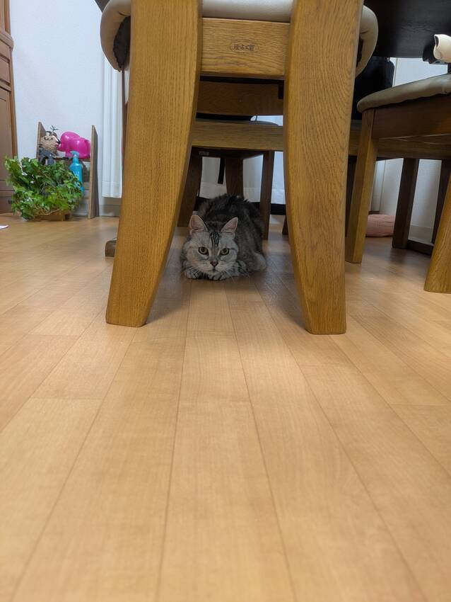 お分かりでしょうか。 金色の紐...