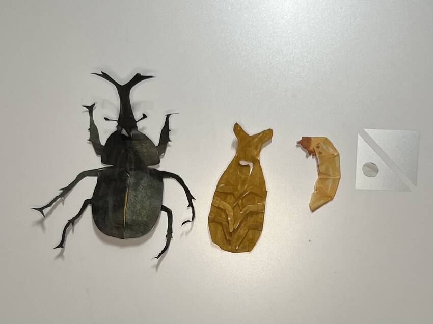 カブトムシの卵、幼虫、蛹、成虫