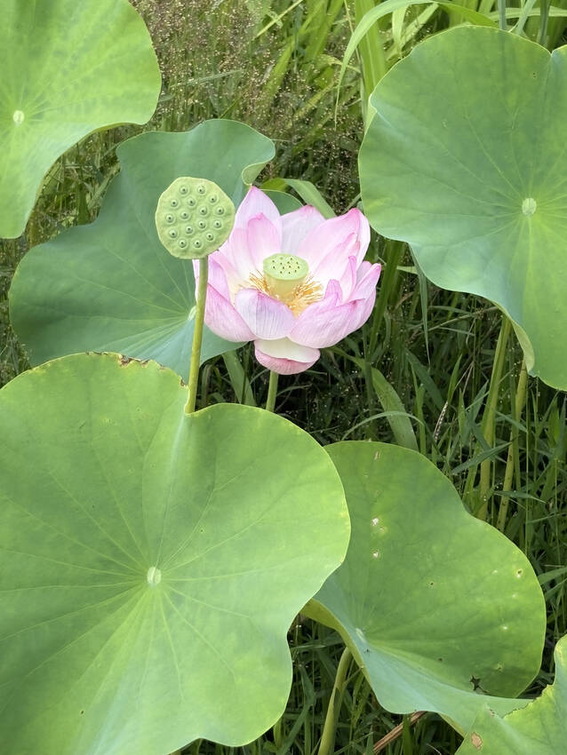 🌸泥水の底から咲く、あなたの花...