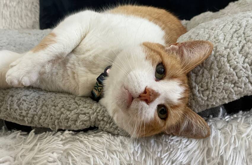 注射器の中身はミルク！？愛猫ナ...