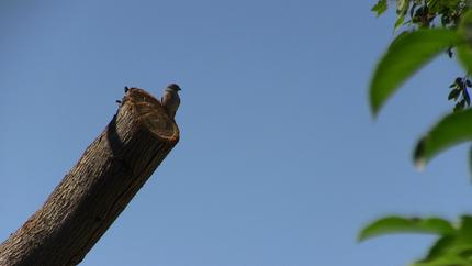 私の家はどこだ