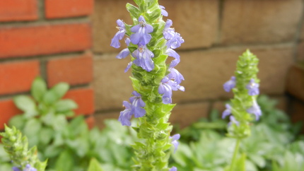 レモンバームの花　これは、種が...