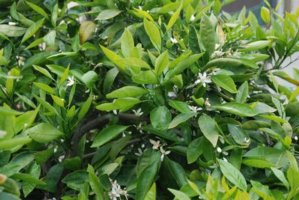 ミカンの花が咲いている