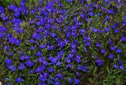 爺さんの好きな花　ロベリア