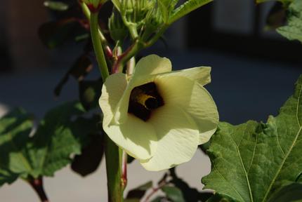 朝、オクラの花が咲いていた、後...