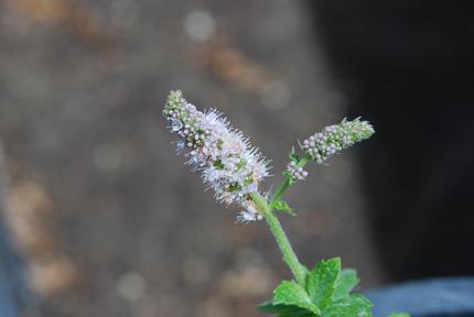 何回も花は見ていますが、　お茶...