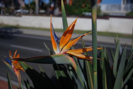 この花の名前がいいね バード ...