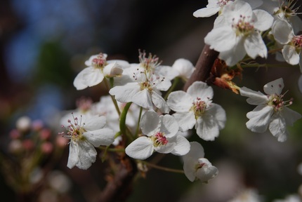 桜ではありません