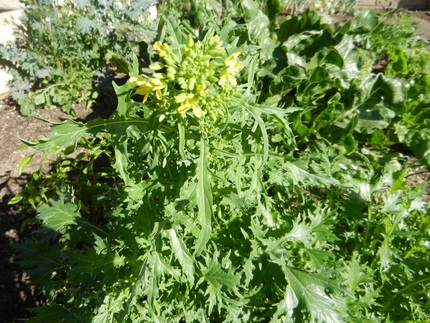 花が咲いても　食べられる