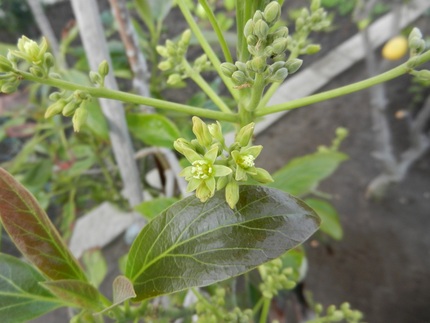 　沢山の　花芽があります、出来...