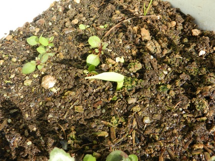 分散して植えてあるので、他の場...