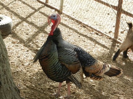 七面鳥 ここには、動物と暮す人...