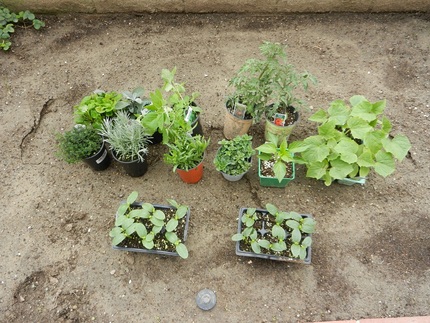 何処に　植えようか　思案中？　...