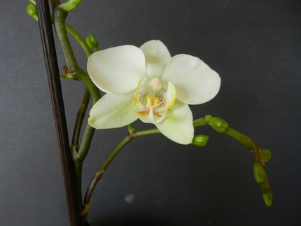 朝　咲き始めの花が　約　半日で...