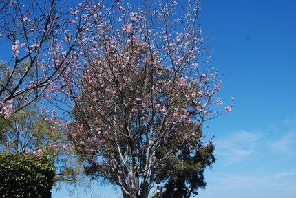 桜は咲いているが　木に　いきお...