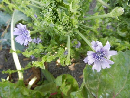 野菜の花は、黄色が多いのだが、...