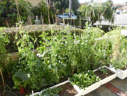 ちょっと　植え過ぎかも