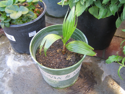 特別綺麗な花が咲くわけではあり...