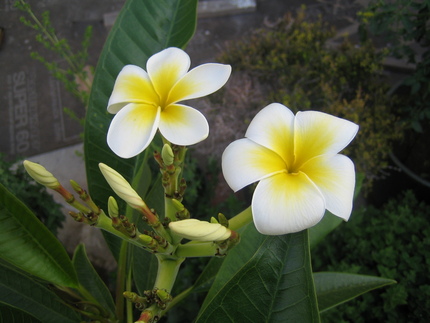 プルメリアの花が咲いた