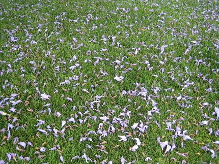 芝生の上のジャカランダの花