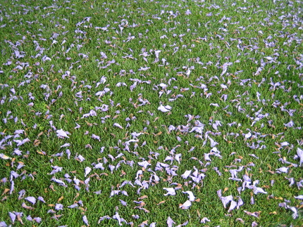 芝生の上のジャカランダの花