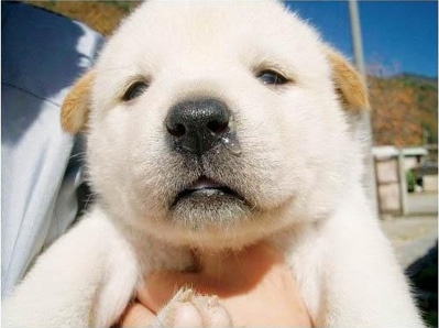 可愛らしい犬。
