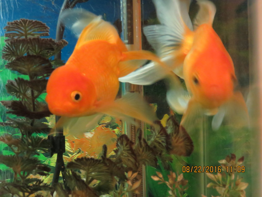 GOLD FISH