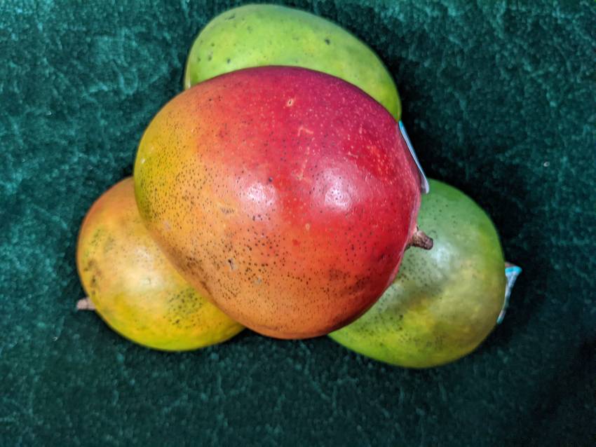マンゴー／mango