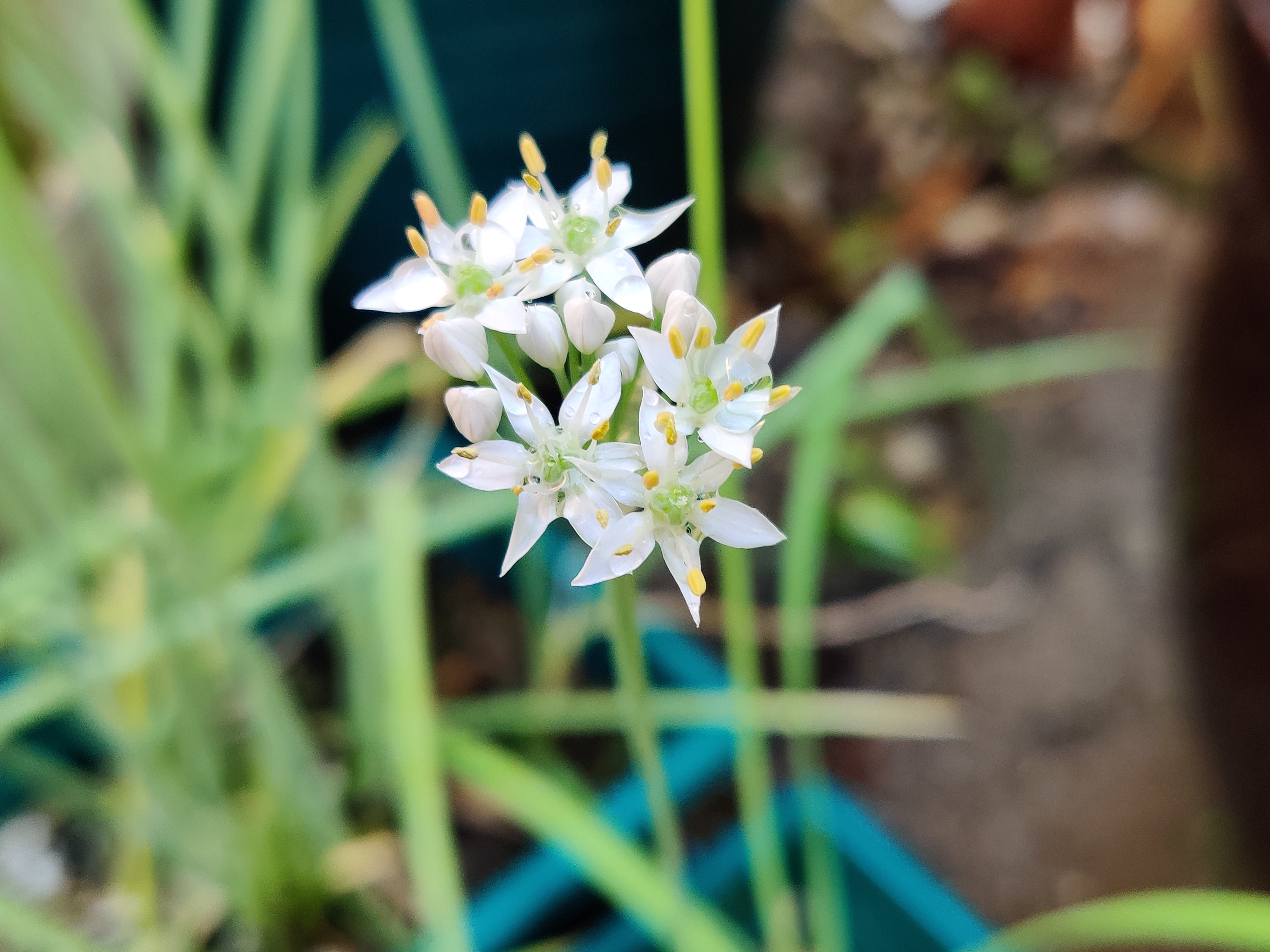 ニラの花 ミョウガ 神谷保険代理店 トーレンス Bloguru ニラの花 ミョウガ 神谷保険代理店 トーレンス Bloguru