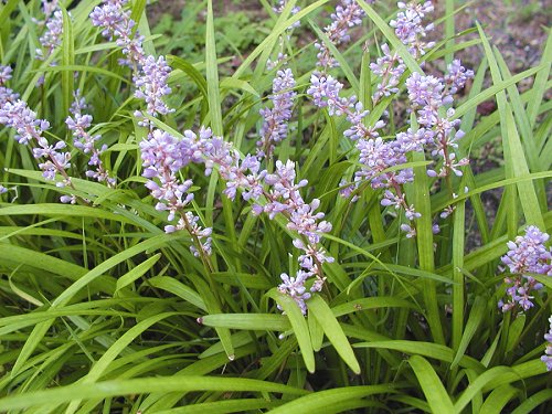 里山に静かに咲く野草。