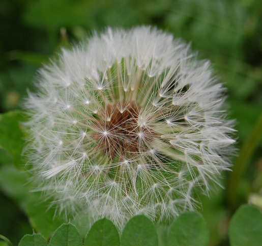 強く逞しい草花・・・。