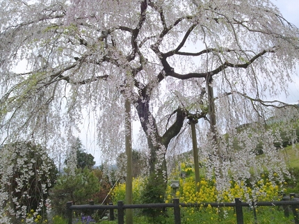 静かなお花見・・・！