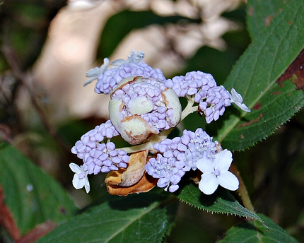 今年最後の紫陽花見物！？！
