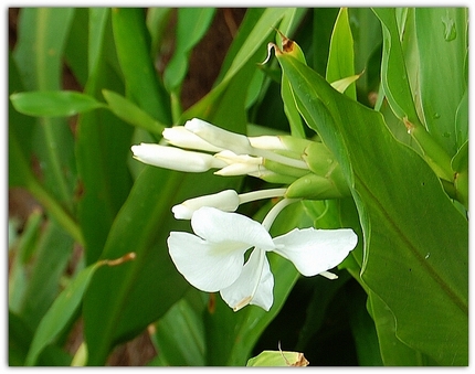 “白い蝶”と呼ばれる花。。。！