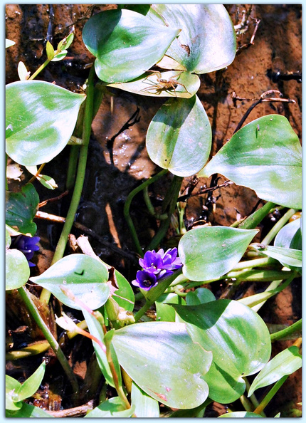 小水葱（こなぎ）の花とハート型...