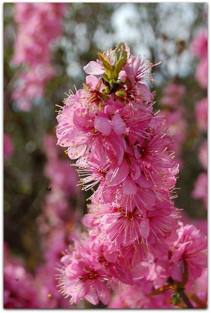 花桃・花柱？？
