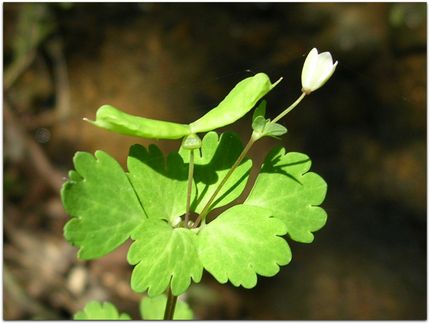 花名の由来は、果実（種子）の形...