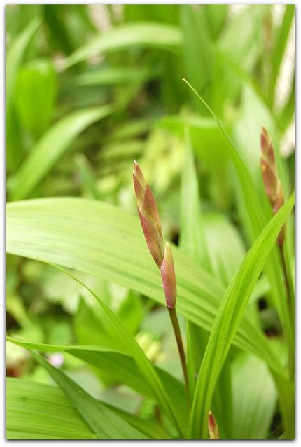紫蘭の蕾