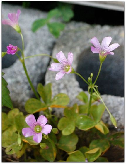 「ムラサキカタバミ」 芝と境目...