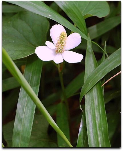 泉の森・林床、２０１３・０６・...