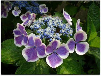 紫陽花の園芸種だとか！！　「紫...